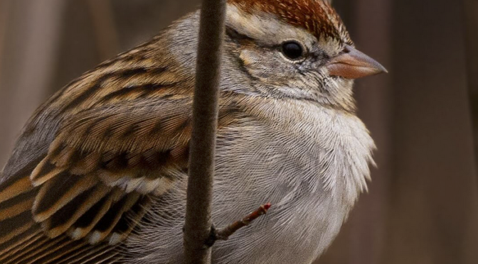 Chipping Sparrows in North Carolina